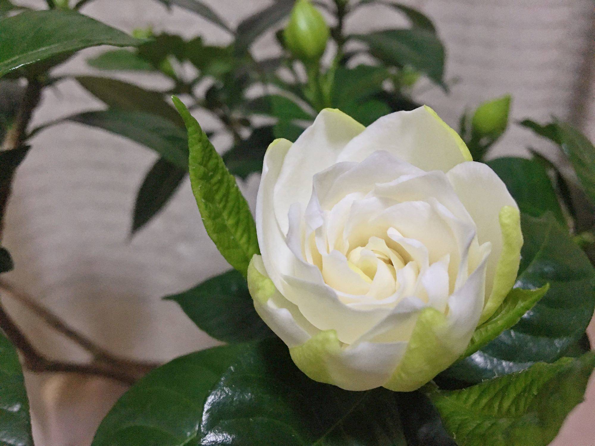 栀子花篇:如何做一个合格的施肥的主人?