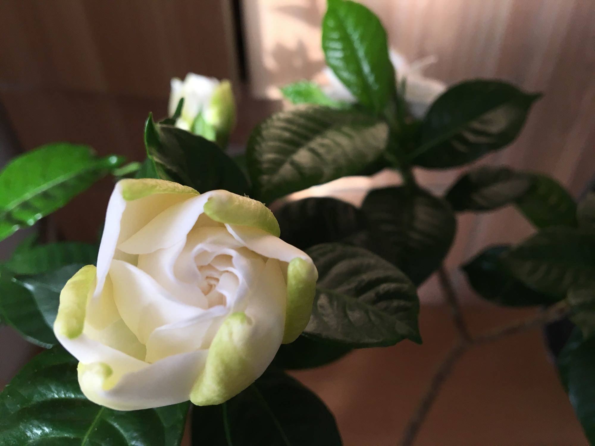 栀子花篇:如何做一个合格的施肥的主人?