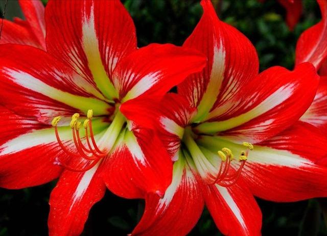 朱顶红正确养殖方法,掌握后花朵非常漂亮,老司机都使用的方法