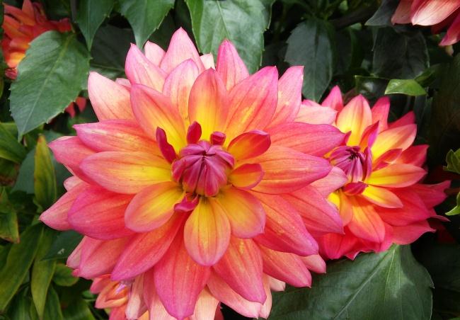 12月中旬好运傍身，财到贵人来，升职加薪，富贵可期的3大生肖