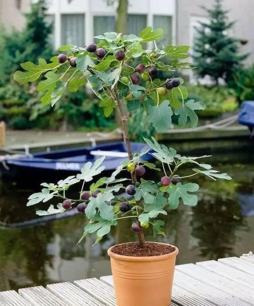 无花果也能盆栽,养护简单结果多!阳台种几颗,果熟吃不