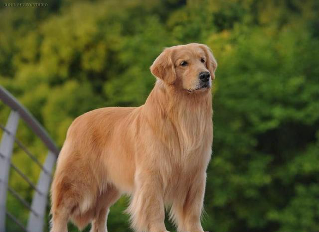 什么中型犬合适家养?十大合适家养的中型狗!有