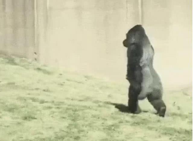 第n个成精的动物:大猩猩"我要直着走,双手不能着地啊"!