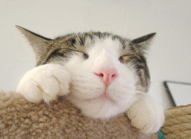 如何让猫咪变得乖巧听话