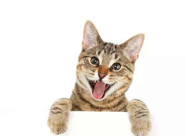 猫咪怕热吗?这些降温的办法学起来!