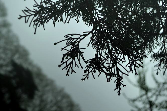 江雨霏霏江草齐,六朝如梦鸟空啼。