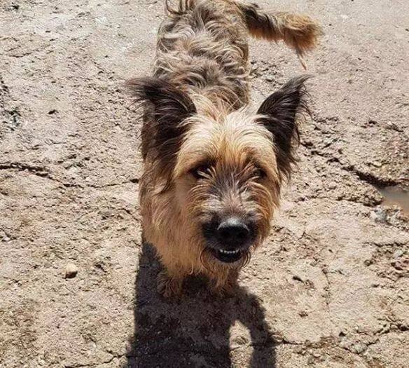 狗狗真能听懂人话吗?科学家:当然是真的!