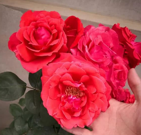 还用淘米水啤酒浇花?没掌握正确方法,浇啥死啥