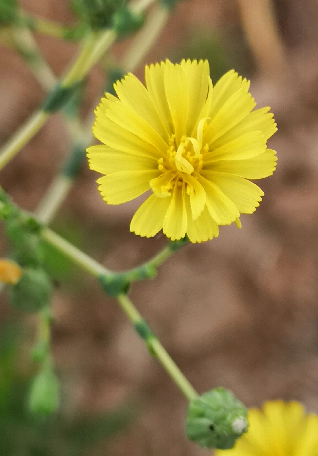 油麦菜开花