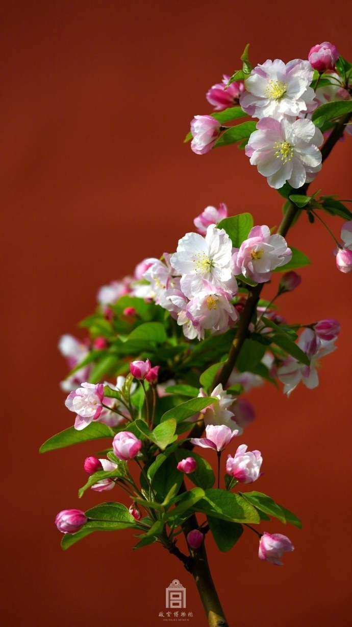 枝间新绿一重重,小蕾深藏数点红。