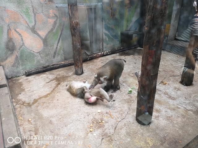 用华为P20 Pro记录北京动物园,这些小技巧值得