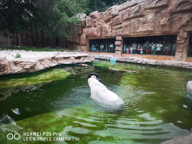 用华为P20 Pro记录北京动物园,这些小技巧值得