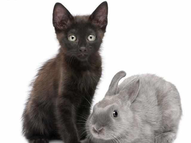 猫咪和兔子能一起养吗?