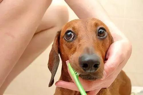 狗狗刷牙需要牙膏吗,狗狗几个月开始能刷牙