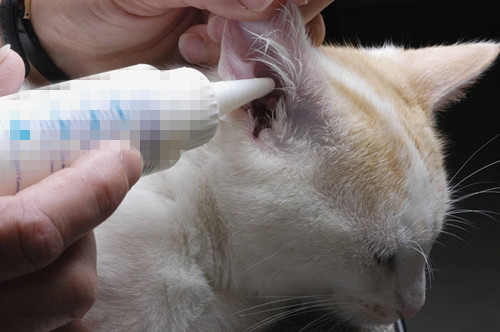 养猫经验:硫磺皂可以治疗耳螨呀,硫磺皂可以杀