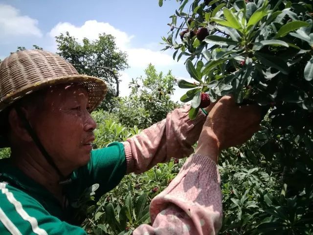 爆甜多汁，核小肉厚的漳州浮宫杨梅熟了！