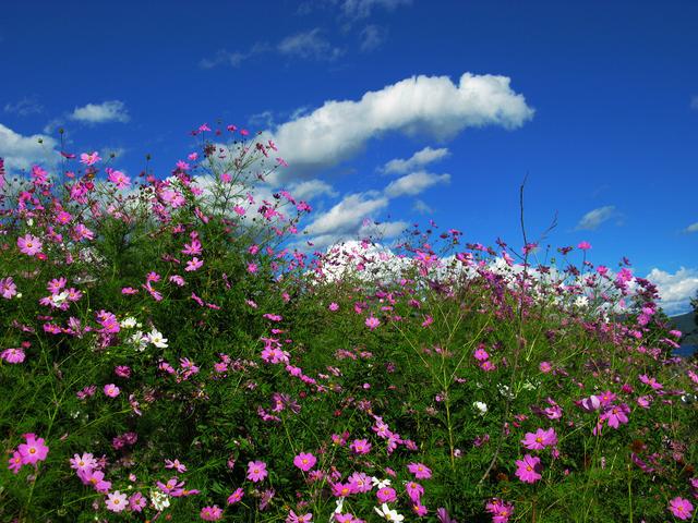 四,云南泸沽湖  格桑花花海 都说醉美泸沽湖,一步一风景,不仅泸沽湖