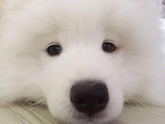 侄女陪萨摩耶在家玩,发来照片一看笑哭:凤九,你还好吗?