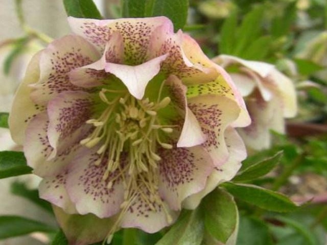 非常经典的句子:想法+方法+做法+执行力+坚持