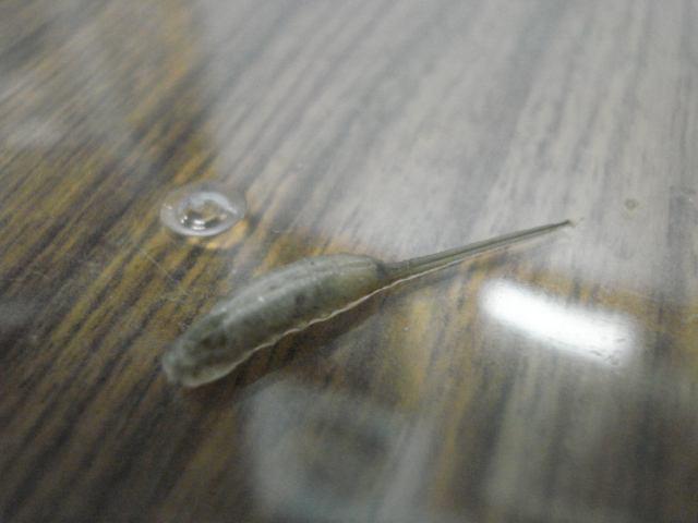 正文 但是,栖息于淡水湖的鼠尾蛆体长不会超过3cm,只有当尾巴