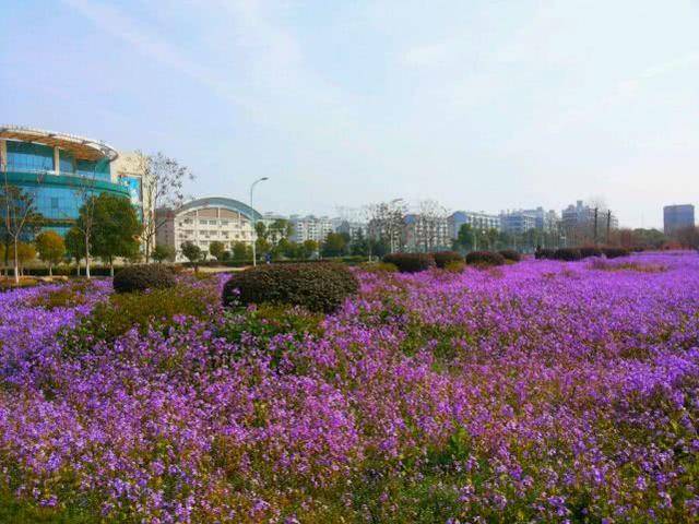 湖北的一所省属大学，中国首富的母校，现在却被称为“四非大学”