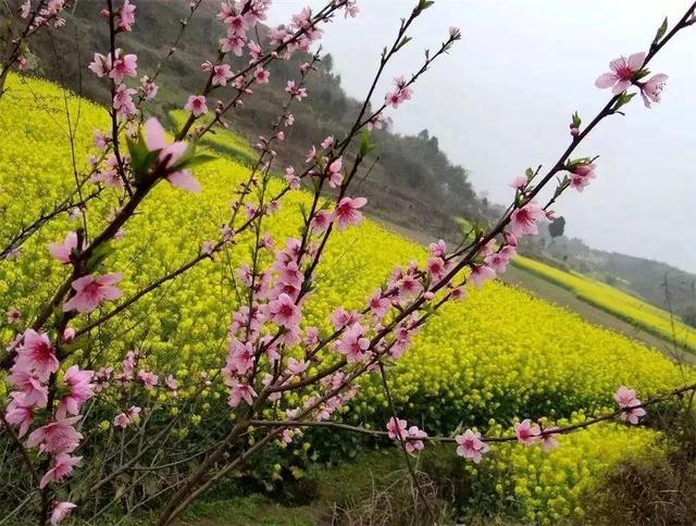 忽观赏夜梨花来,千树万树周边开,洛阳攻略梨花如一春风!攻略汇新都成都图片