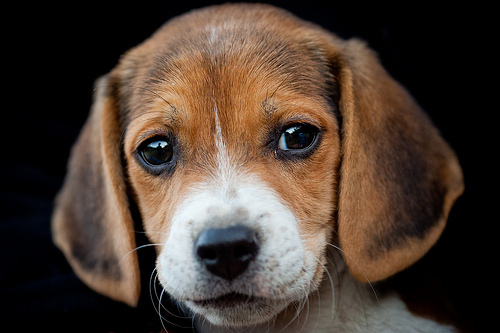 狗狗最里面的牙齿黄,狗狗最后面的牙齿发黄,怎