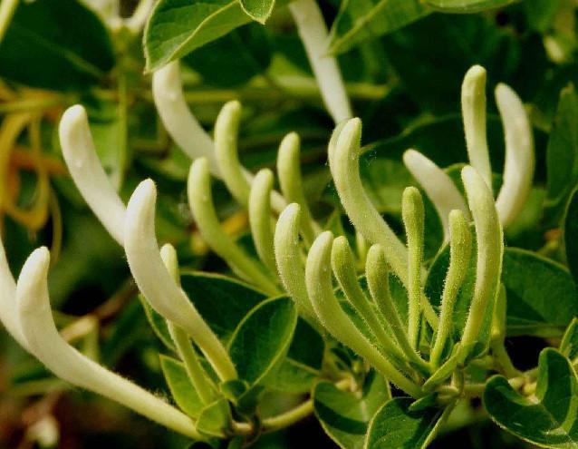 春天吃野菜有好处 推荐10种春天必吃的美味野菜