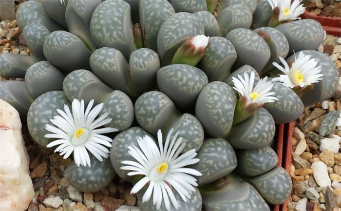 养花的小技巧,个把月需浇一次水多肉