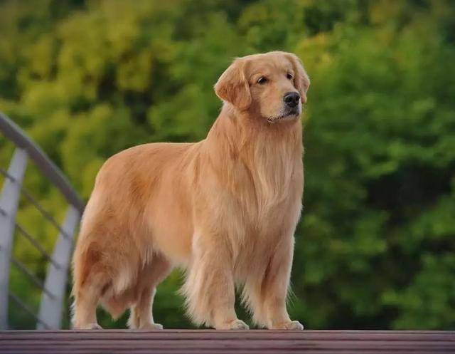 9个特点轻松识别金毛和拉布拉多