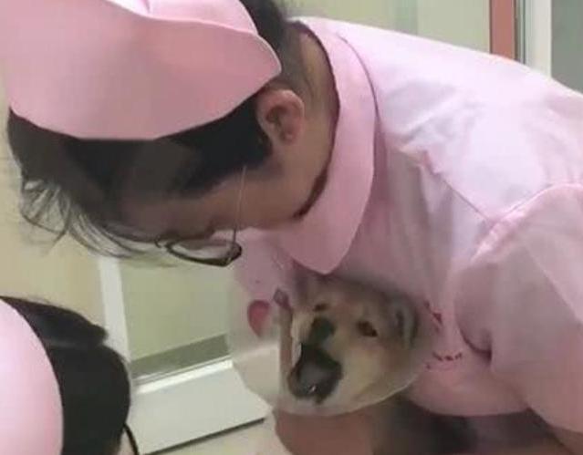 柴犬打针时发出的叫声,旁边的护士表情都失控了,为了狗狗的健康