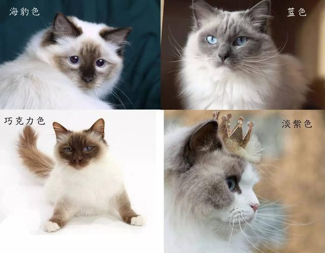毛的颜色,布偶猫毛色主要是白 另一种颜色,另一种颜色一般包括海豹色