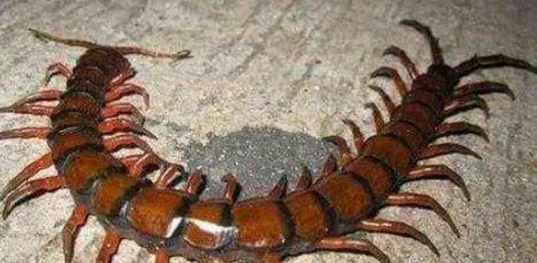 这是世界上最毒的蜈蚣,每年有5000人死在它嘴