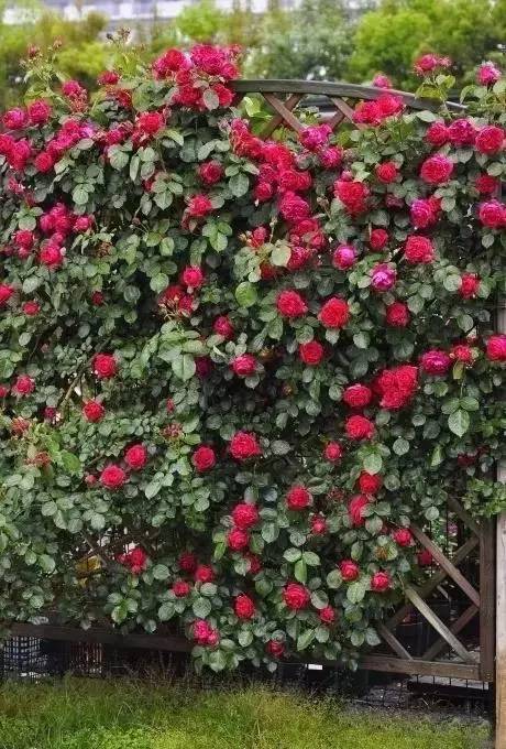 适合做花墙设计的月季，你知道多少？