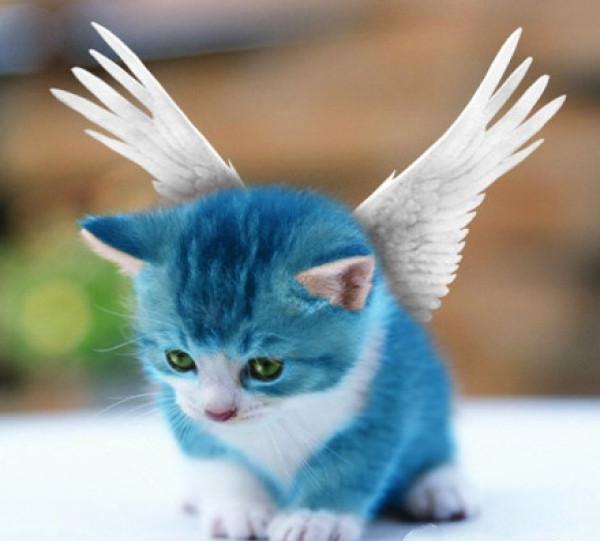 天使猫真的存在吗? 传说有一种会飞的猫