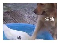 我的生活表情包诈骗图片生活和我的表情包