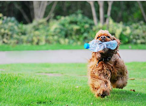 泰迪犬训练的最佳时间,不容错过!