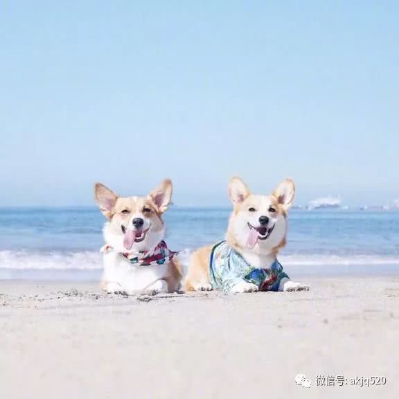 主人带着柯基去海边,海浪一来小短腿马上就被淹了!
