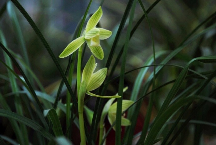 兰生在幽谷,生性不染尘