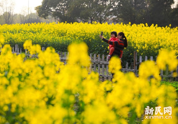 宝山罗泾镇油菜花盛放