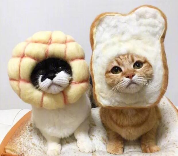 主人吃什么就给猫咪戴什么头套,简直萌死了,做猫真的好累哦!