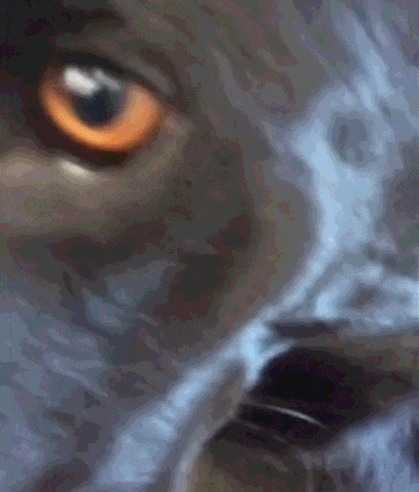 铲屎官偷看猫片, 汪星人满脸怒气:你居然想养猫?我不