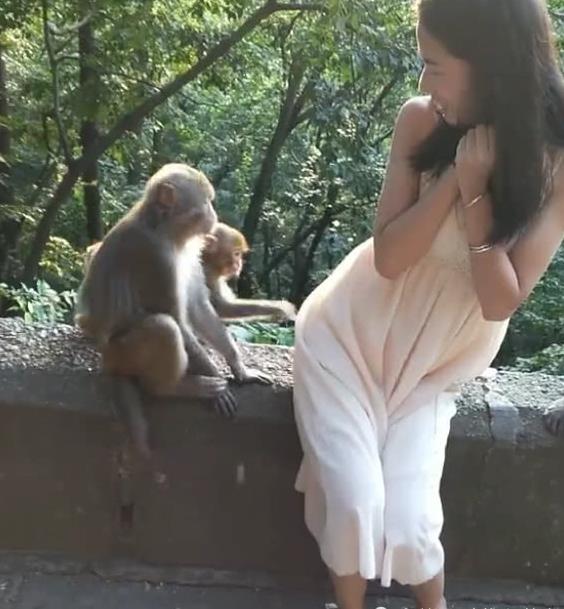 女孩撅起屁股对着猴子,不料猴子却会错意,尴尬!