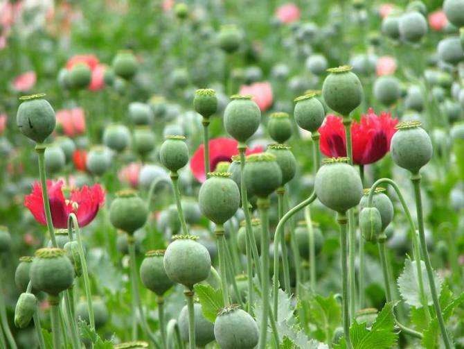 《罂粟之家》浅读