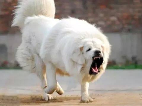 什么犬护主意识最强?十大护主能力强的狗!你家