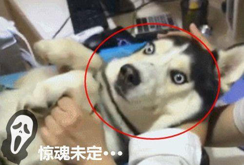 二哈被泰迪打伤送进医院,躺在病床上一动不动,可二哈的表情绝了