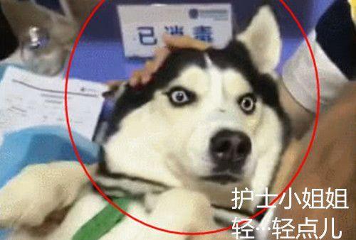 二哈被泰迪打伤送进医院，躺在病床上一动不动，可二哈的表情绝了