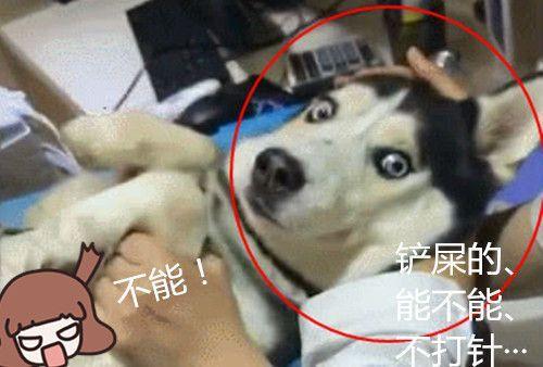 二哈被泰迪打伤送进医院,躺在病床上一动不动,可二哈的表情绝了