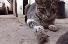 老鼠怕猫可以怕到什么程度