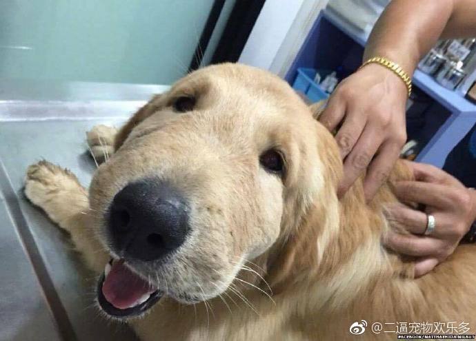 那些年被蜜蜂蛰过的猫狗，忍不住笑了. .